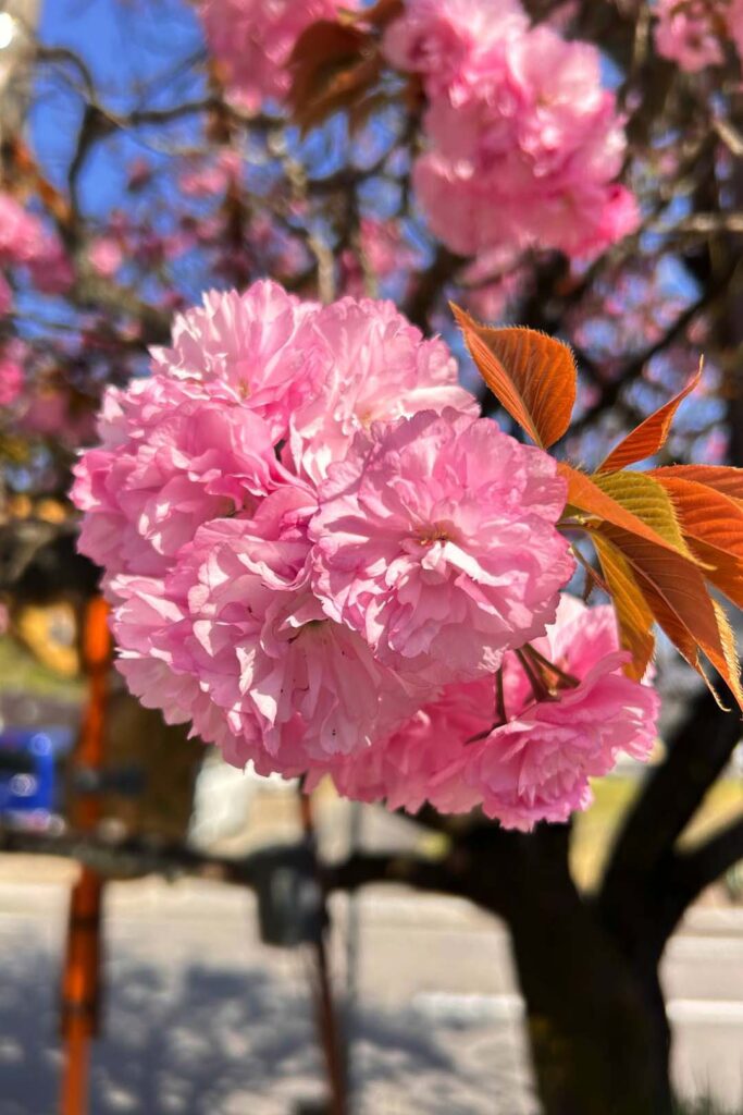 レイキ１００年祭満開の八重桜